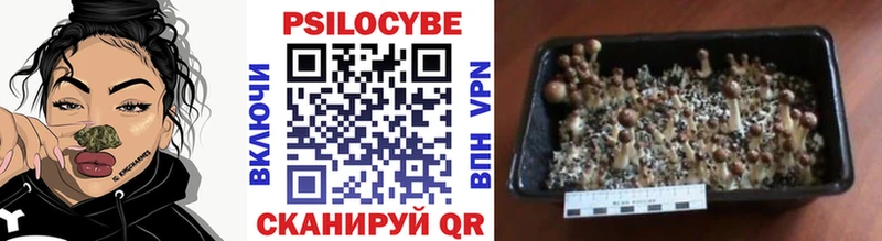 Галлюциногенные грибы Cubensis Бердск